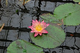 池塘,蓮花,水生