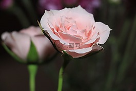 花,植物區(qū)系,小花
