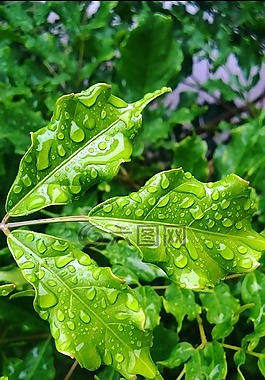 植物,雨,花園