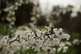 花,雨,美
