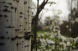 花,雨,美