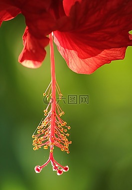 紅色,花,植物