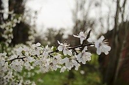 花,雨,美
