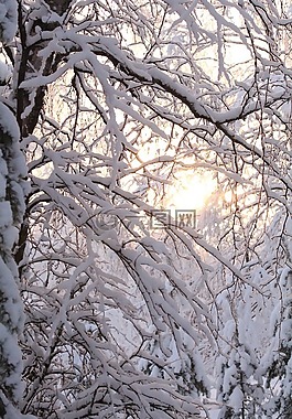 太陽(yáng),冬天,雪