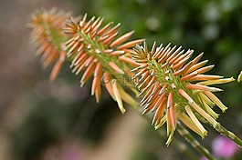 仙人掌,鮮花,植物