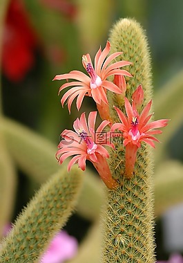 仙人掌,鮮花,植物