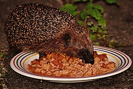 刺猬,動物,帶動
