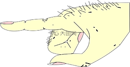 手,手指,指點(diǎn)