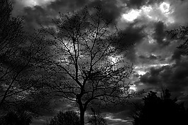 树,天空,黑底白字