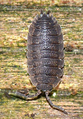 ressemblance,動(dòng)物,bug