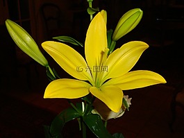 賴氨酸,黃百合,黃色的花