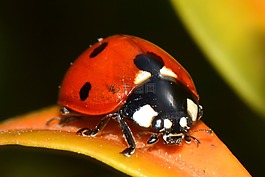 瓢蟲,性質(zhì),bug