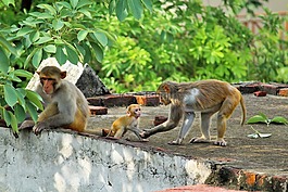 猴子,野生動物,野生