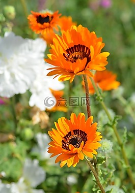 花,白色的花,性質(zhì)