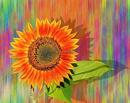 太陽花,夏季,性質(zhì)