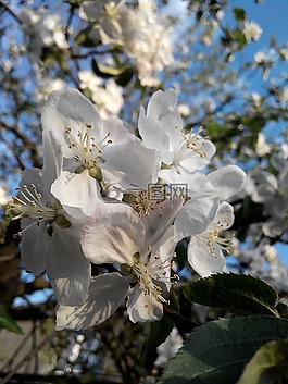 花卉,蘋果樹,布魯姆