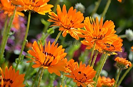 花,性質(zhì),花粉
