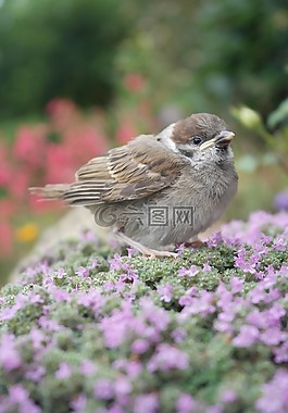 鳥,麻雀,性質