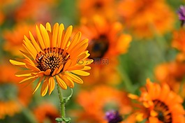 花,性質(zhì),花粉