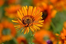 花,性質(zhì),花粉