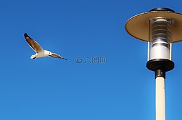 鷗,飛,燈籠