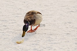 鳥,鴨,面包