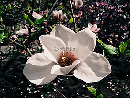 花卉,玉蘭,布魯姆