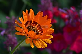 花,性質(zhì),花粉