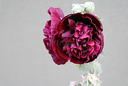 花,蜀葵,红色