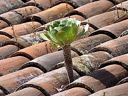 植物,屋頂,葉