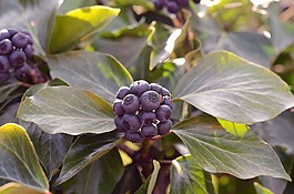 常春藤,花,漿果