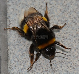 大黃蜂,bug,動(dòng)物