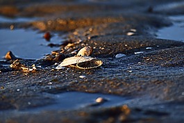 海灘,海,假期