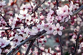 樱桃,花,自然
