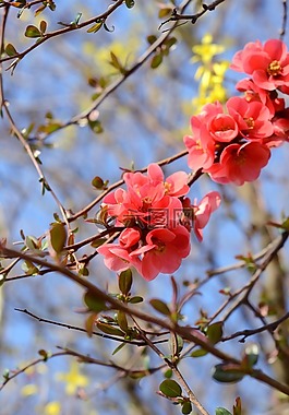 盛開,自然,春