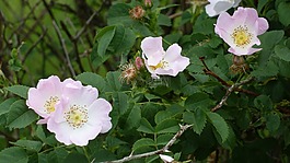 鮮花,性質(zhì),荊棘