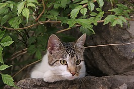 貓,墻,動物