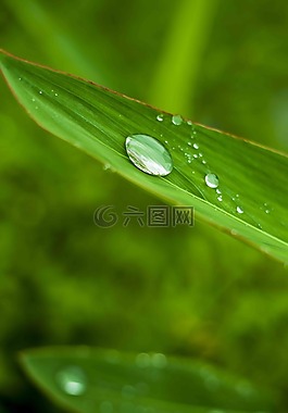 粽葉,植物,葉子