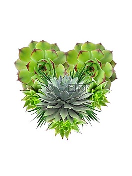 蘆薈,心,植物