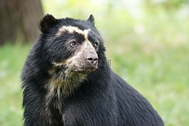 熊,哺乳動物,存儲模塊