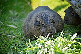 豚鼠,光滑的頭發(fā),lemonagouti