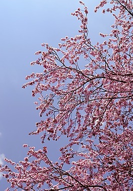 树,开花,粉红色