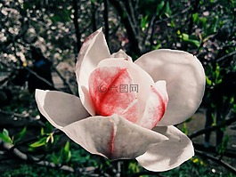 花卉,玉兰,布鲁姆