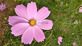 春天的花朵,花朵綻放,花卉