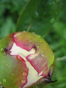 牡丹花蕾,牡丹,芽