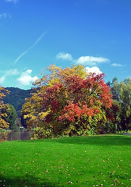 原野,秋,自然