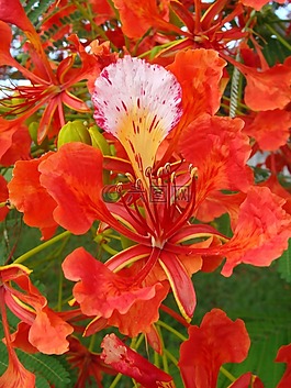 树,皇家凤凰木,花