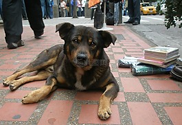 狗,街,犬