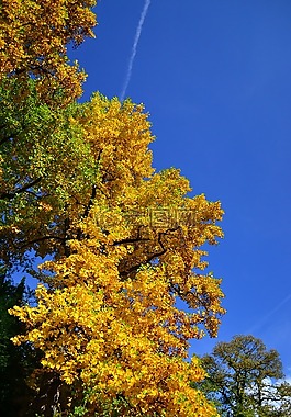 樹,公園,黃色