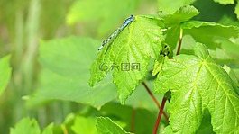 叶子,绿色,蓝色